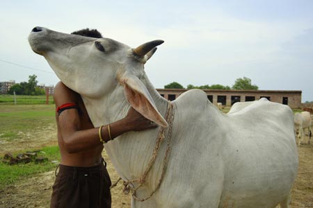 DOCTOR COW : No.1 Unified Brand of Cow Products to Support Goshalas